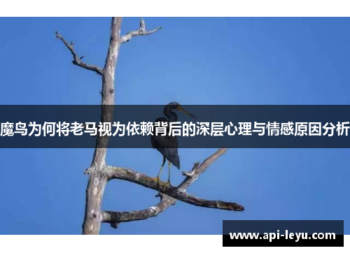 魔鸟为何将老马视为依赖背后的深层心理与情感原因分析